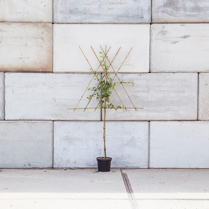 Lei kersenboom