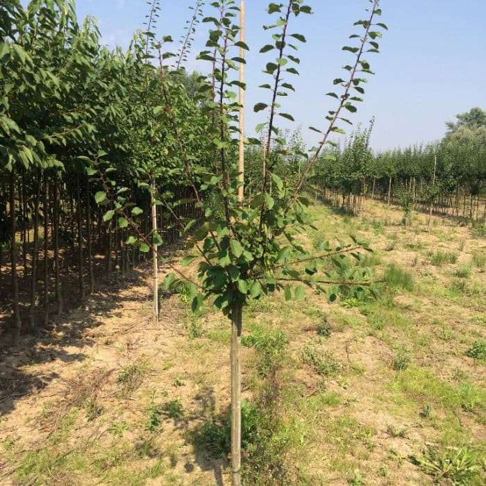 Zoete pruim 'Victoria'