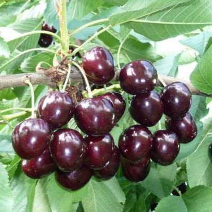 Prunus avium 'Kordia' 2