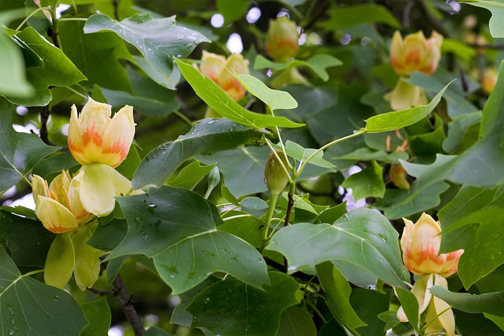 Tulpenbomen