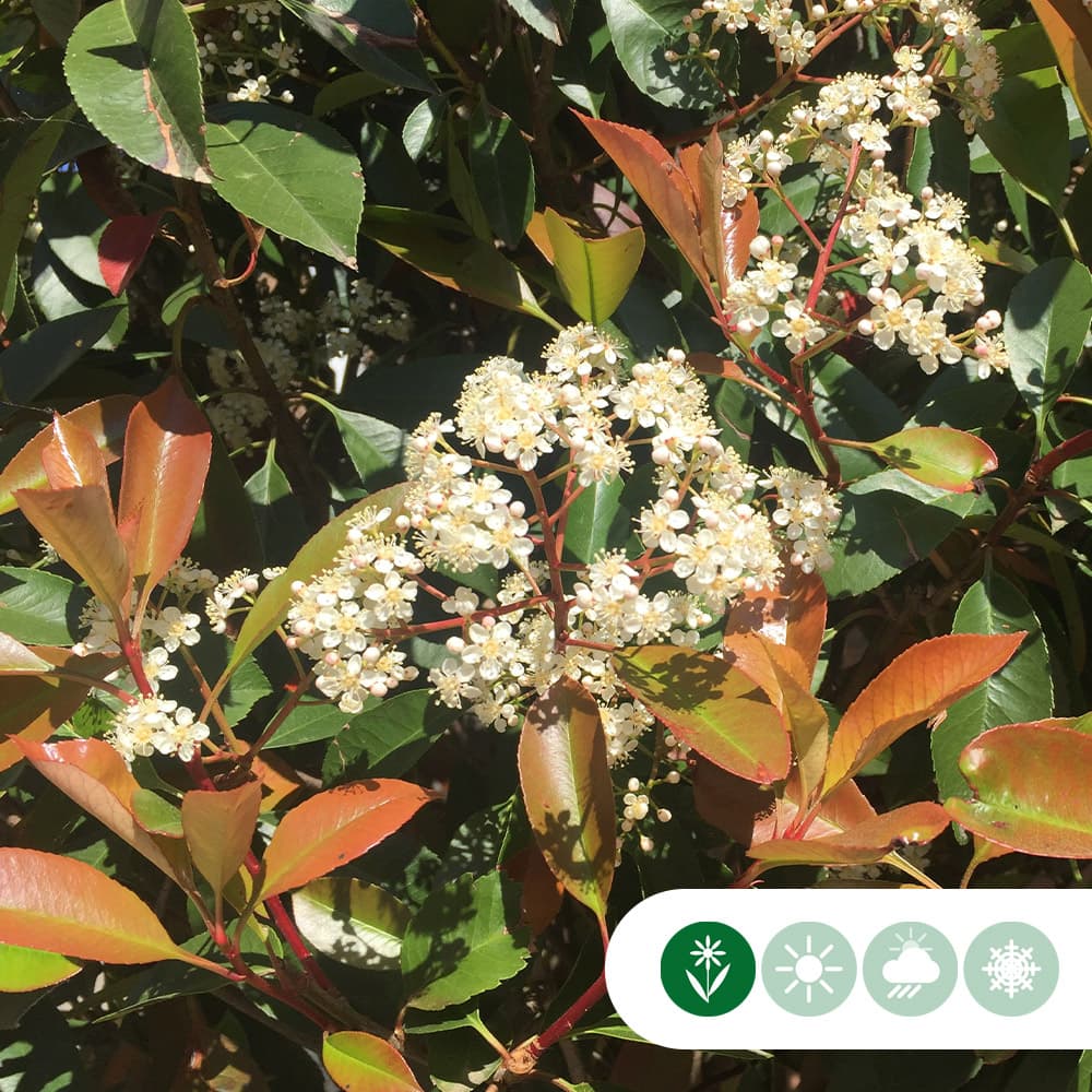 Dakphotinia 200-220 cm stamhoogte