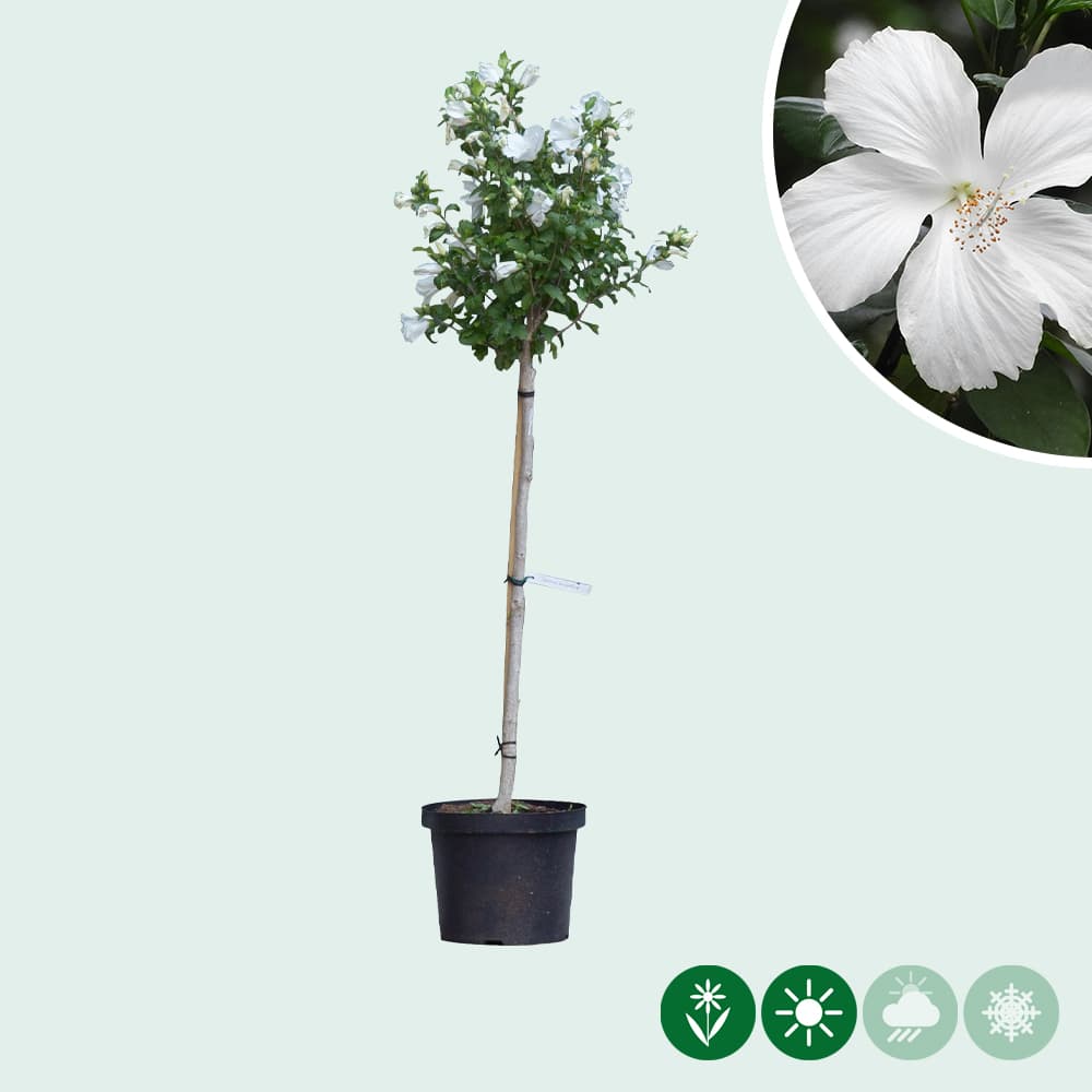 Hibiscus 'Bianco'