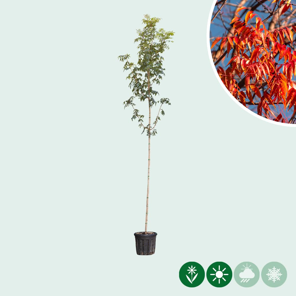 Chinese pistache hoogstam