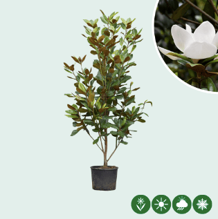 Magnolia grandiflora solitair
