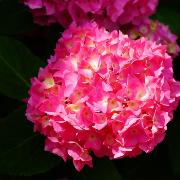 Hortensia Hamburg