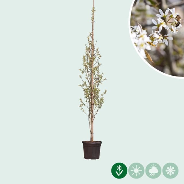 Zuil krentenboom laagstam