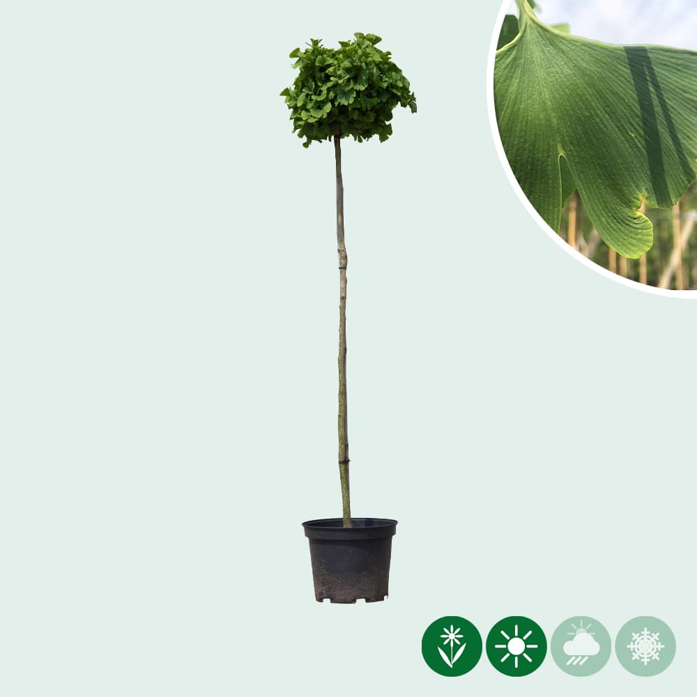 Japanse notenboom op stam