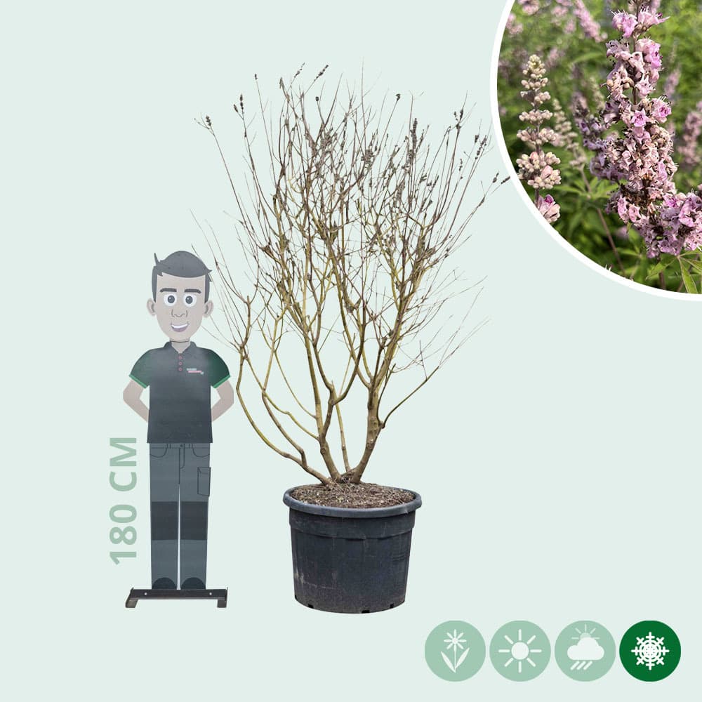 Roze kuisheidsboom meerstammig