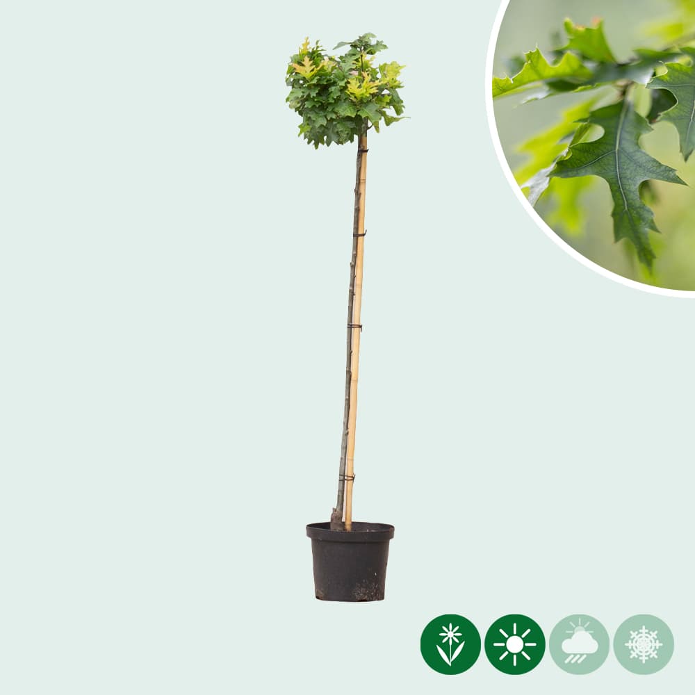 Bol Moeraseik 120 cm stamhoogte