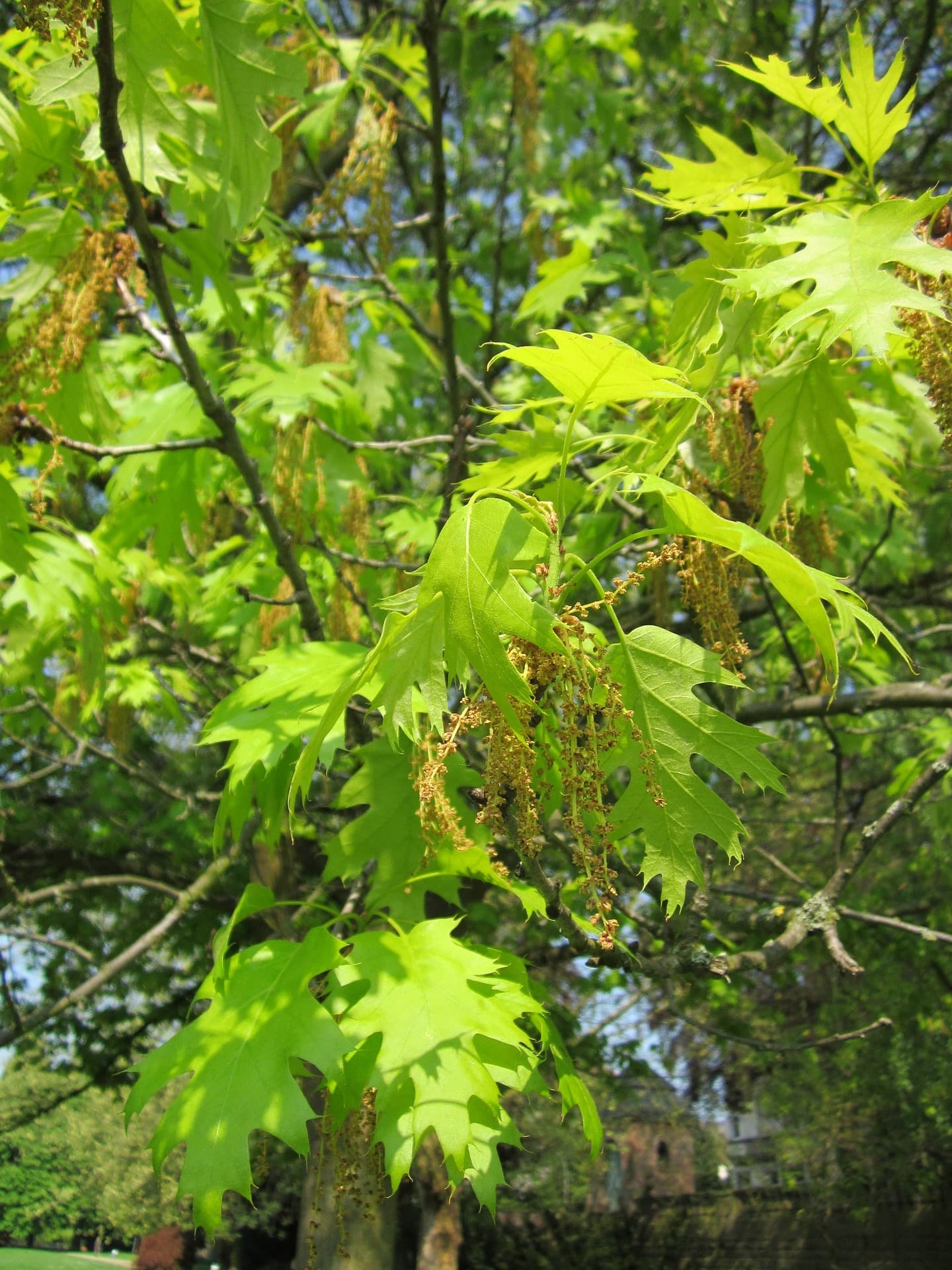 Scharlaken eik