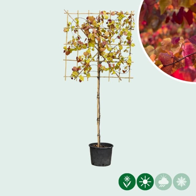 Judasboom leiboom 'Forest Pansy'