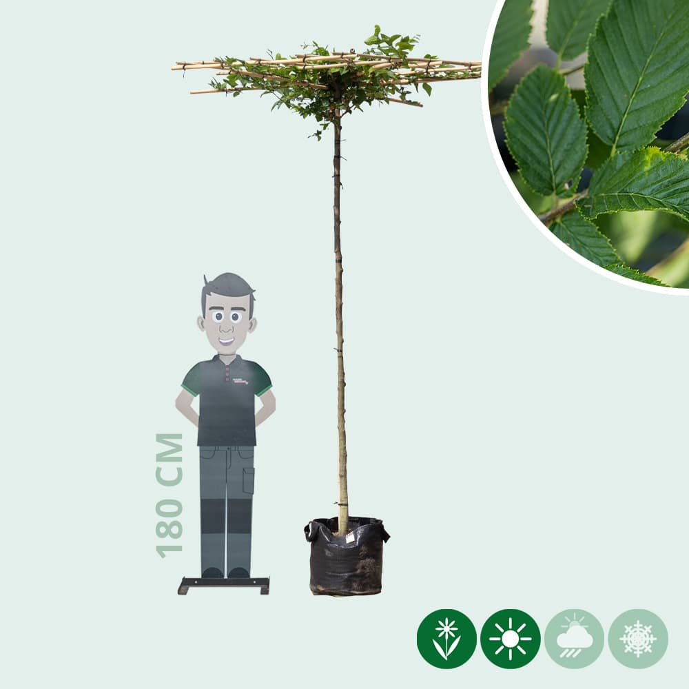 Haagbeuk vierkant dak 200-220 cm stamhoogte