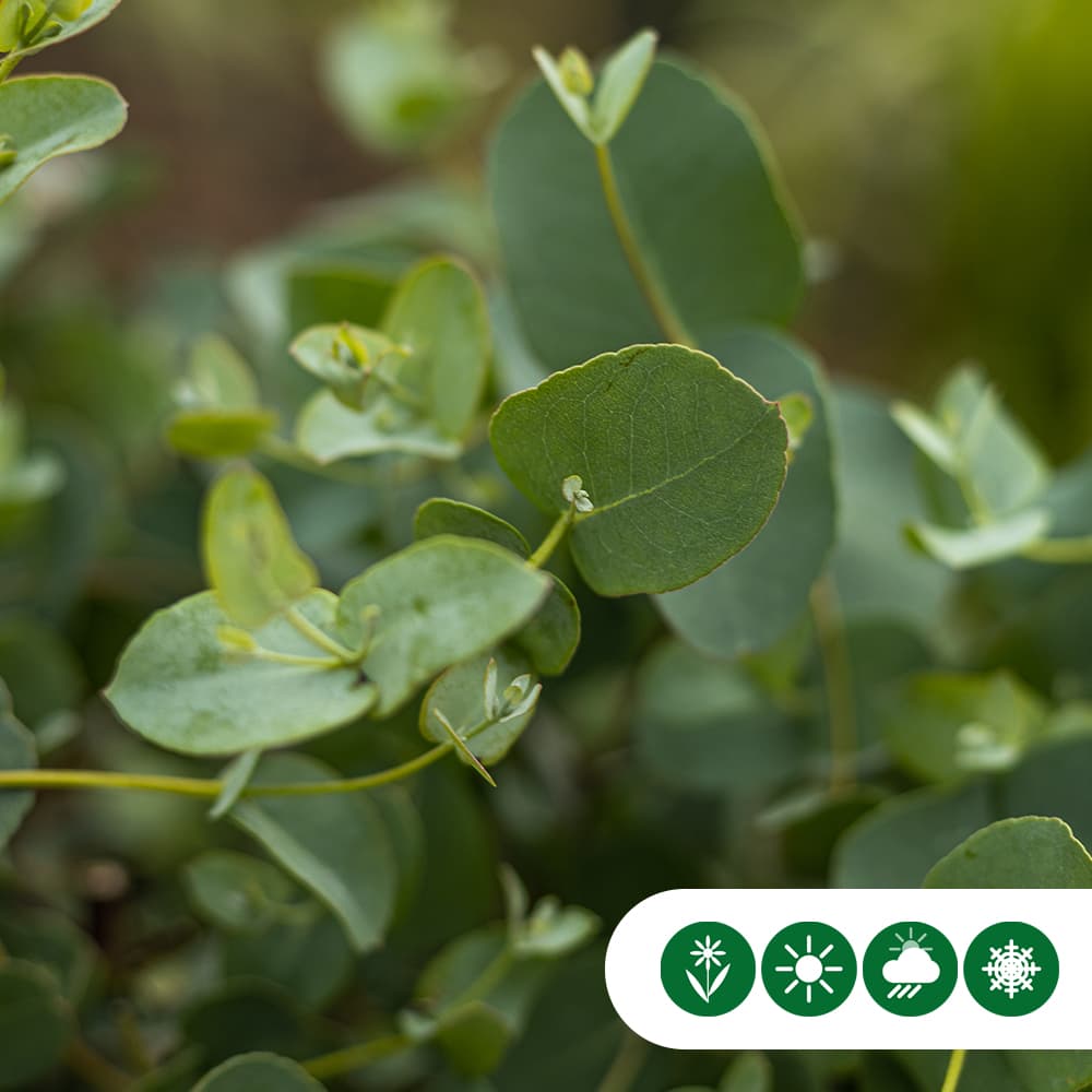 Gomboom 'Eucalyptus gunnii' 40 cm stamhoogte