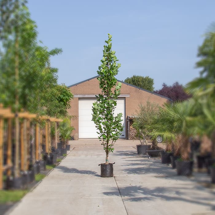 Zuil tulpenboom 2