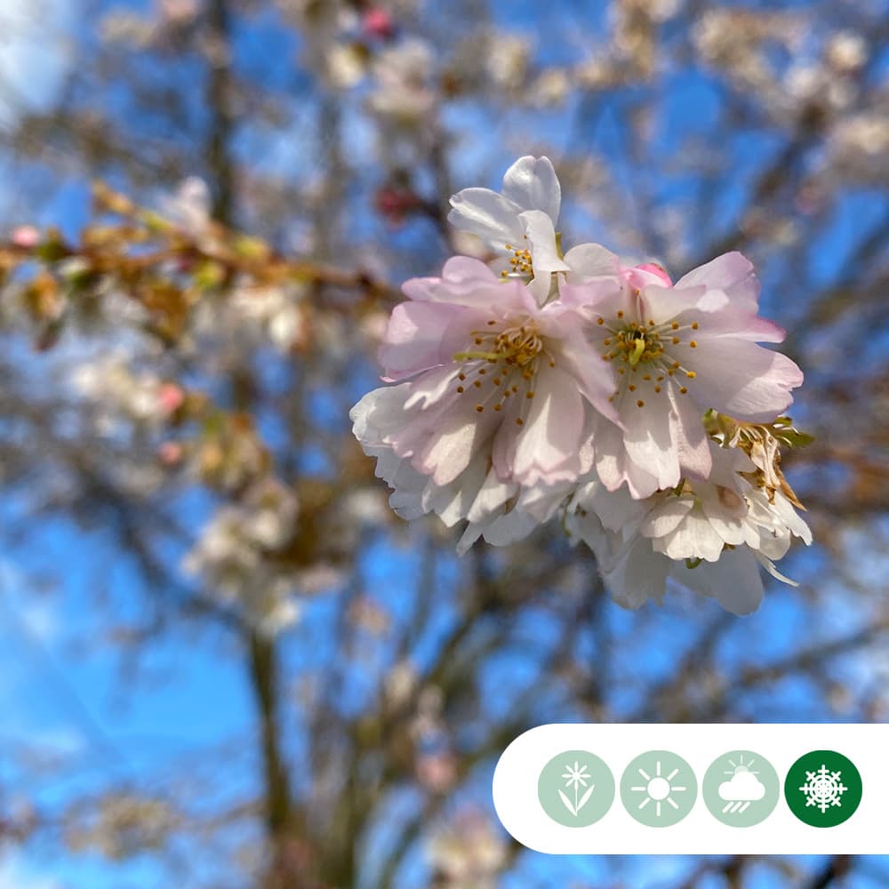 Japanse sierkers 'Autumnalis Rosea'
