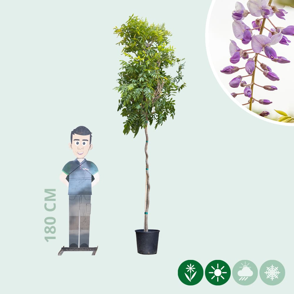 Blauwe regen hoogstam