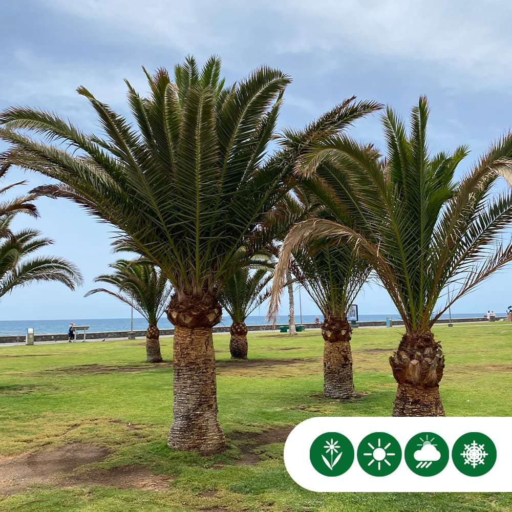Dadelpalm 125 cm