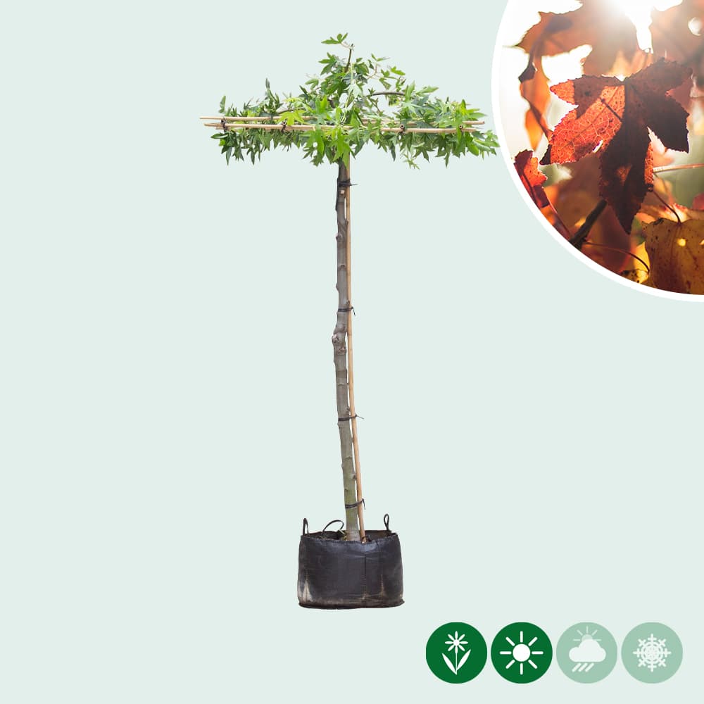 Dakamberboom
