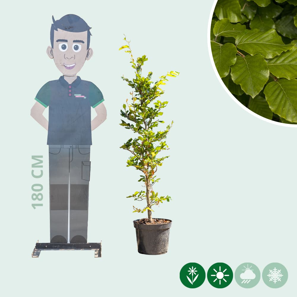 Groene beukenhaag per meter dubbele rij