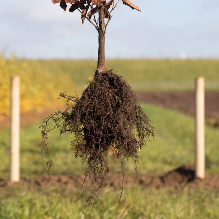 Rode beukenhaag per meter dubbele rij
