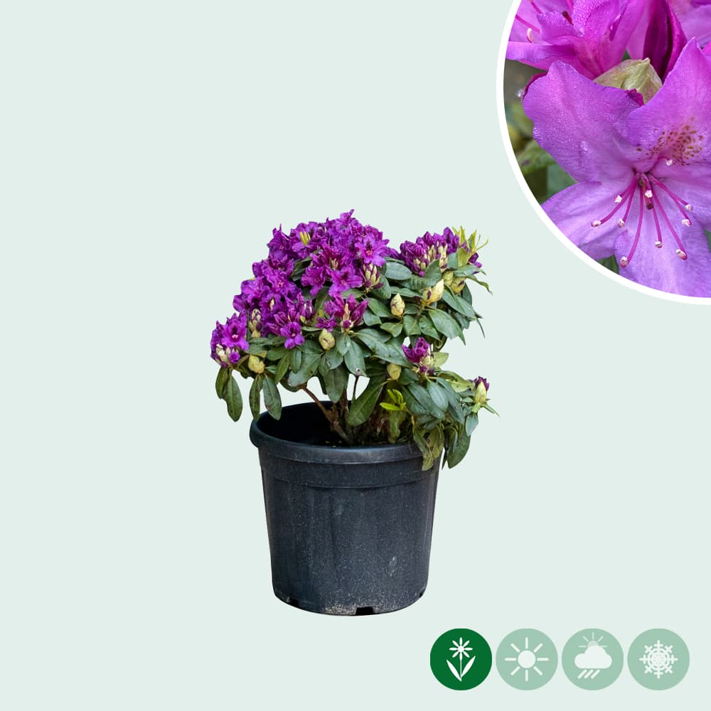 Rhododendron 'Azurro'