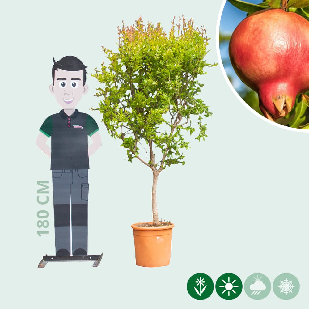 Granaatappelboom