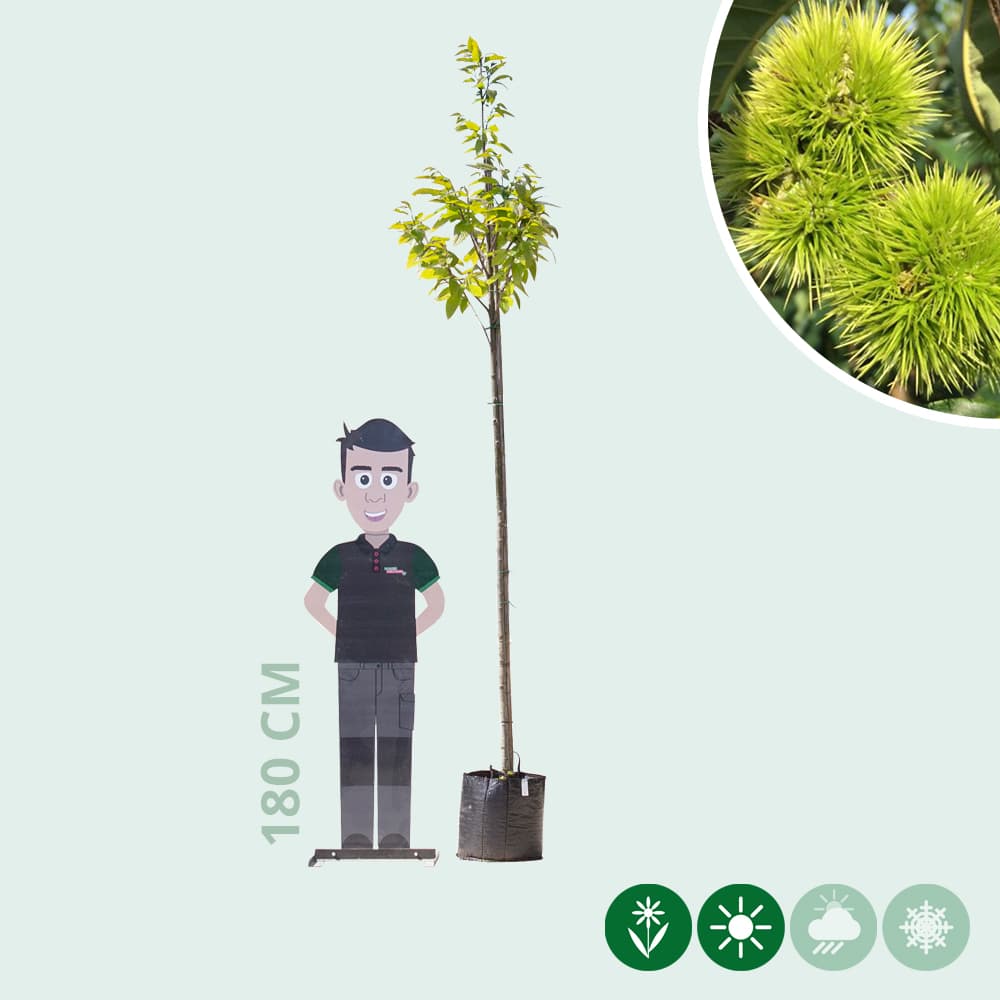 Tamme kastanje boom