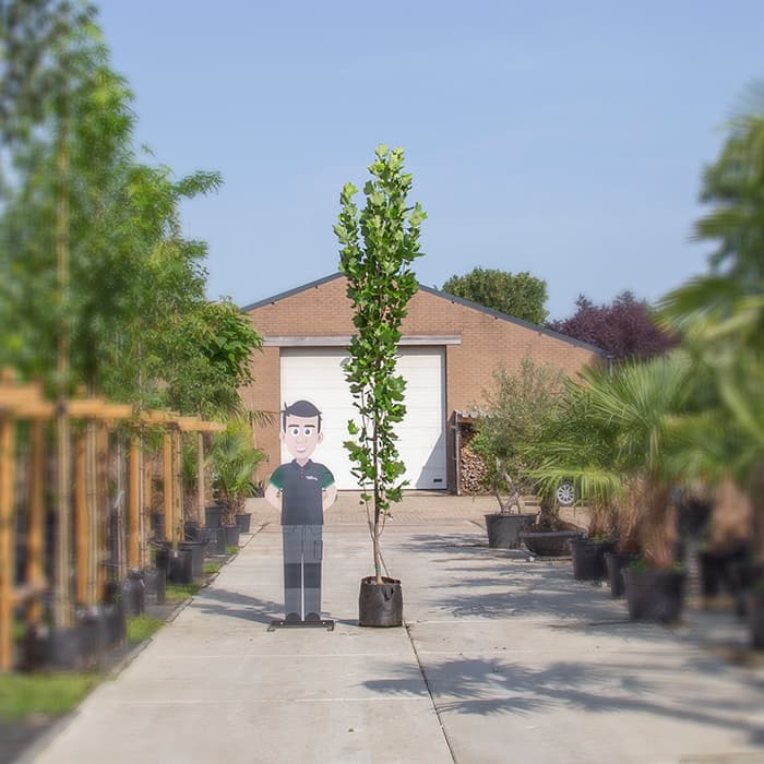 Zuil tulpenboom