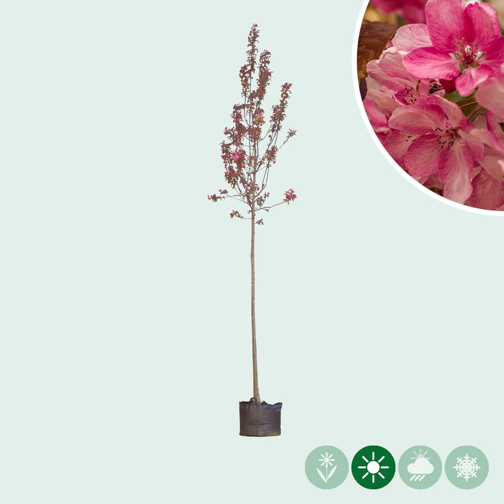 Malus 'Mokum'