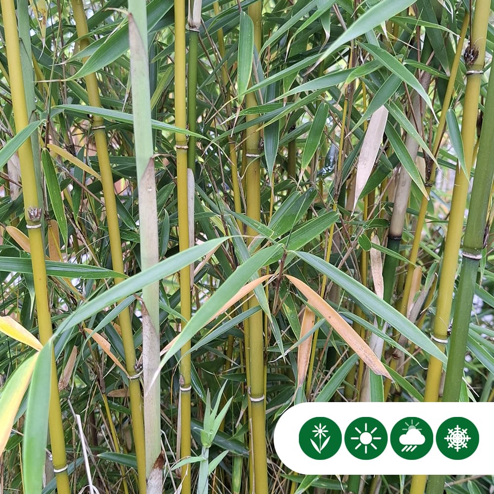 Niet woekerende bamboe Fargesia robusta 'Campbell'