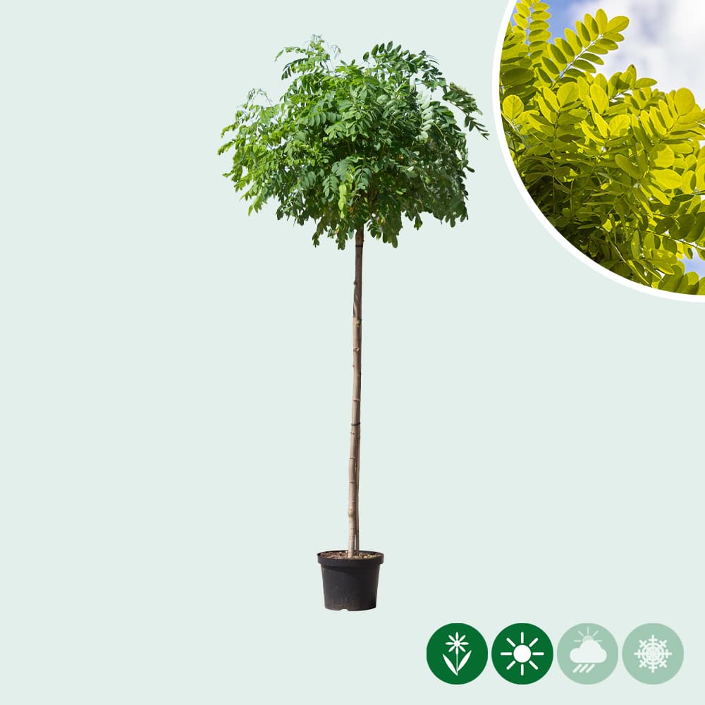 Bol acacia 150 cm stamhoogte