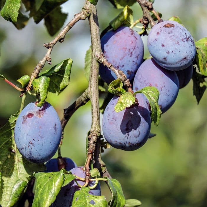 Prunus domestica 'Czar'