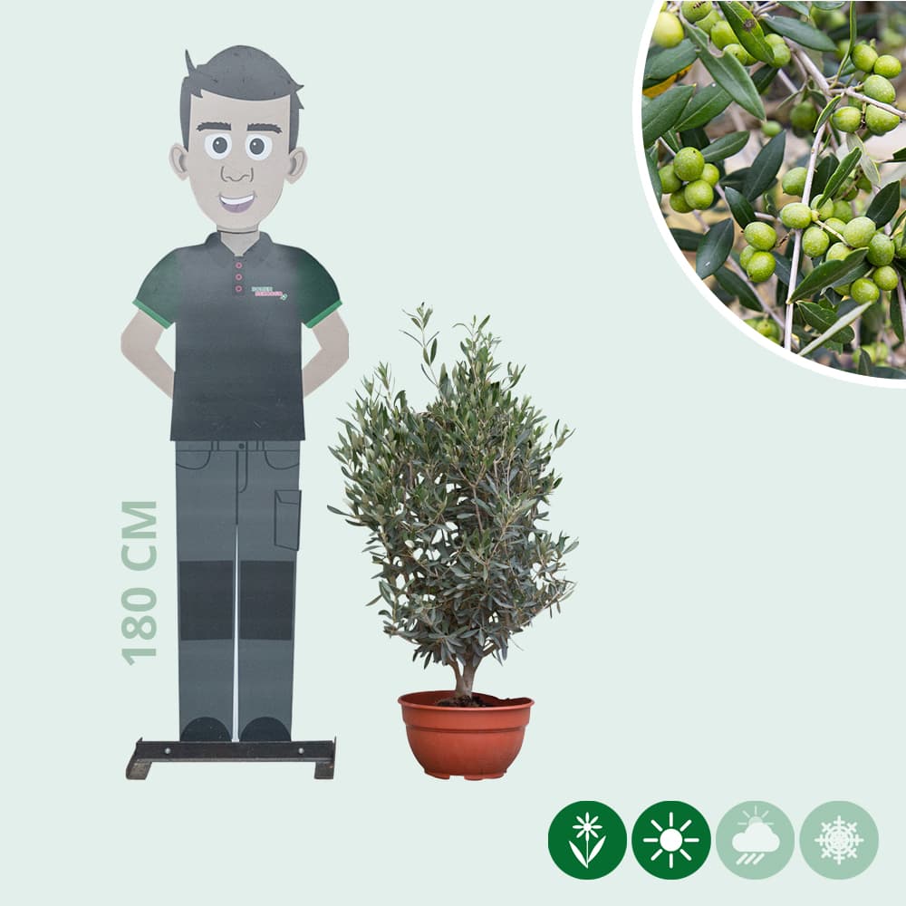 Olijfboom struikje