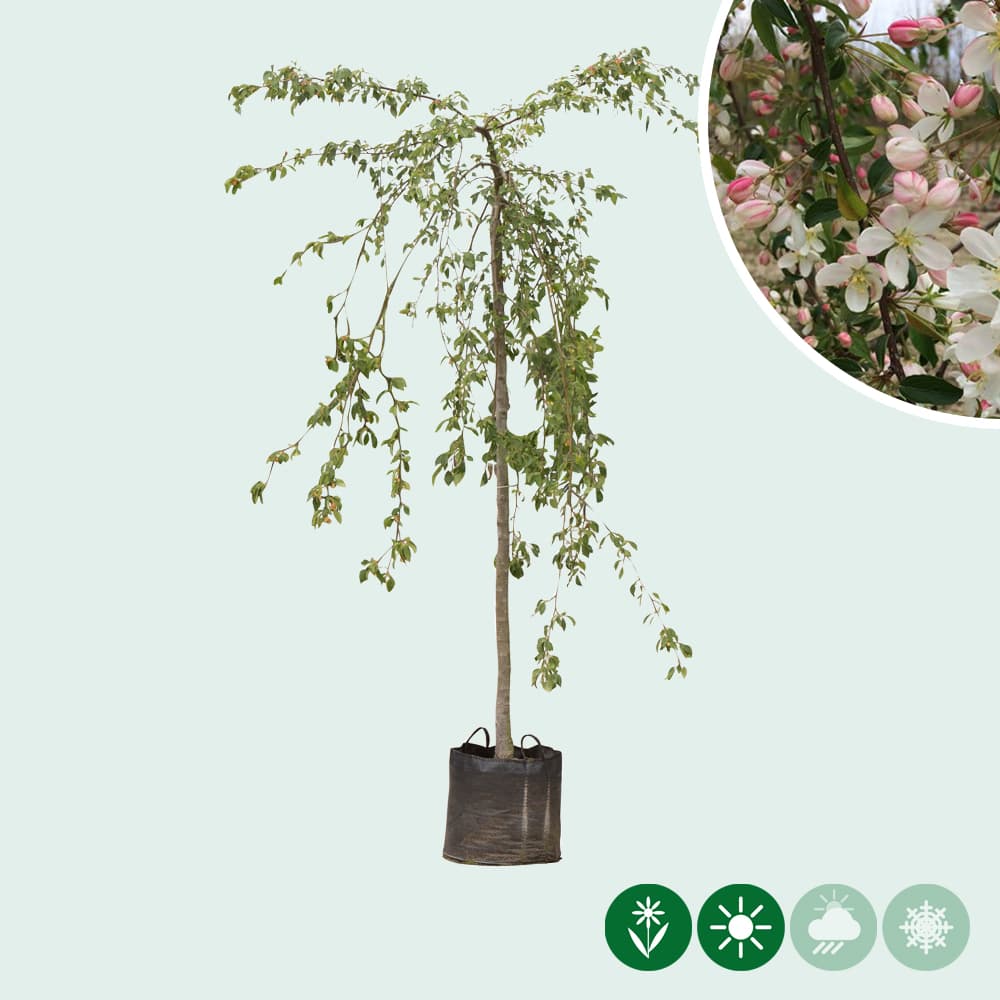 Treur groene sierappel
