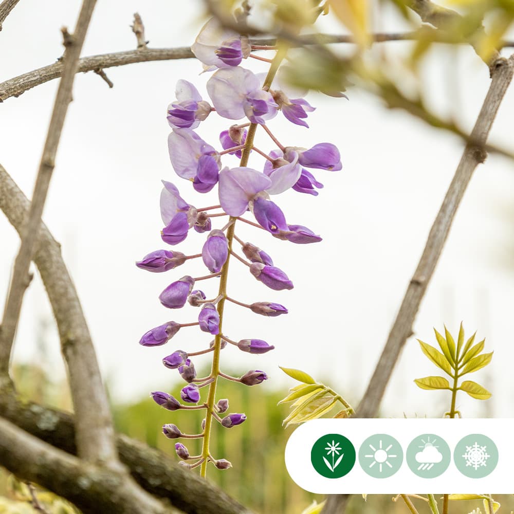 Blauwe regen hoogstam