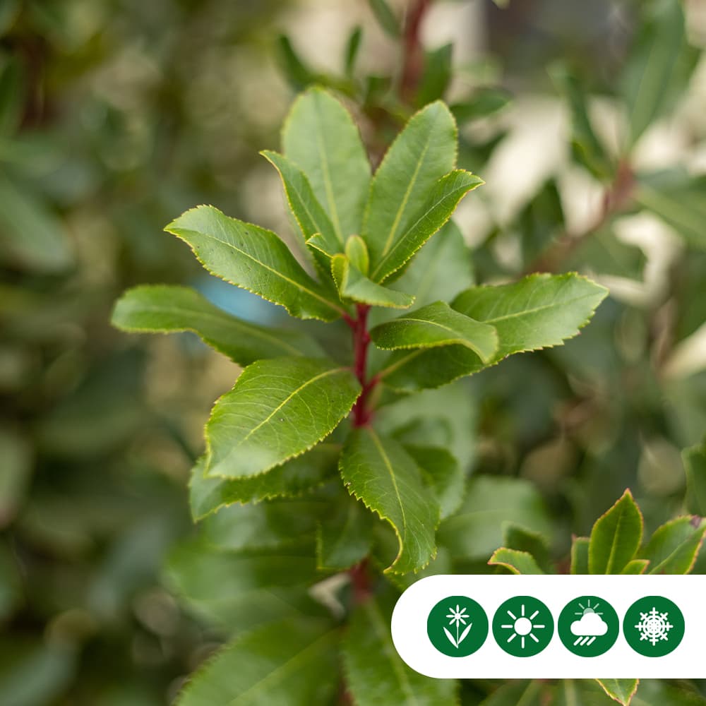 Aardbeienboom meerstammig
