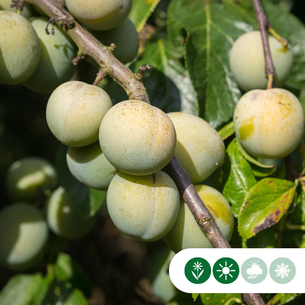 Zoete pruim 'Reine Claude d'Oullins'