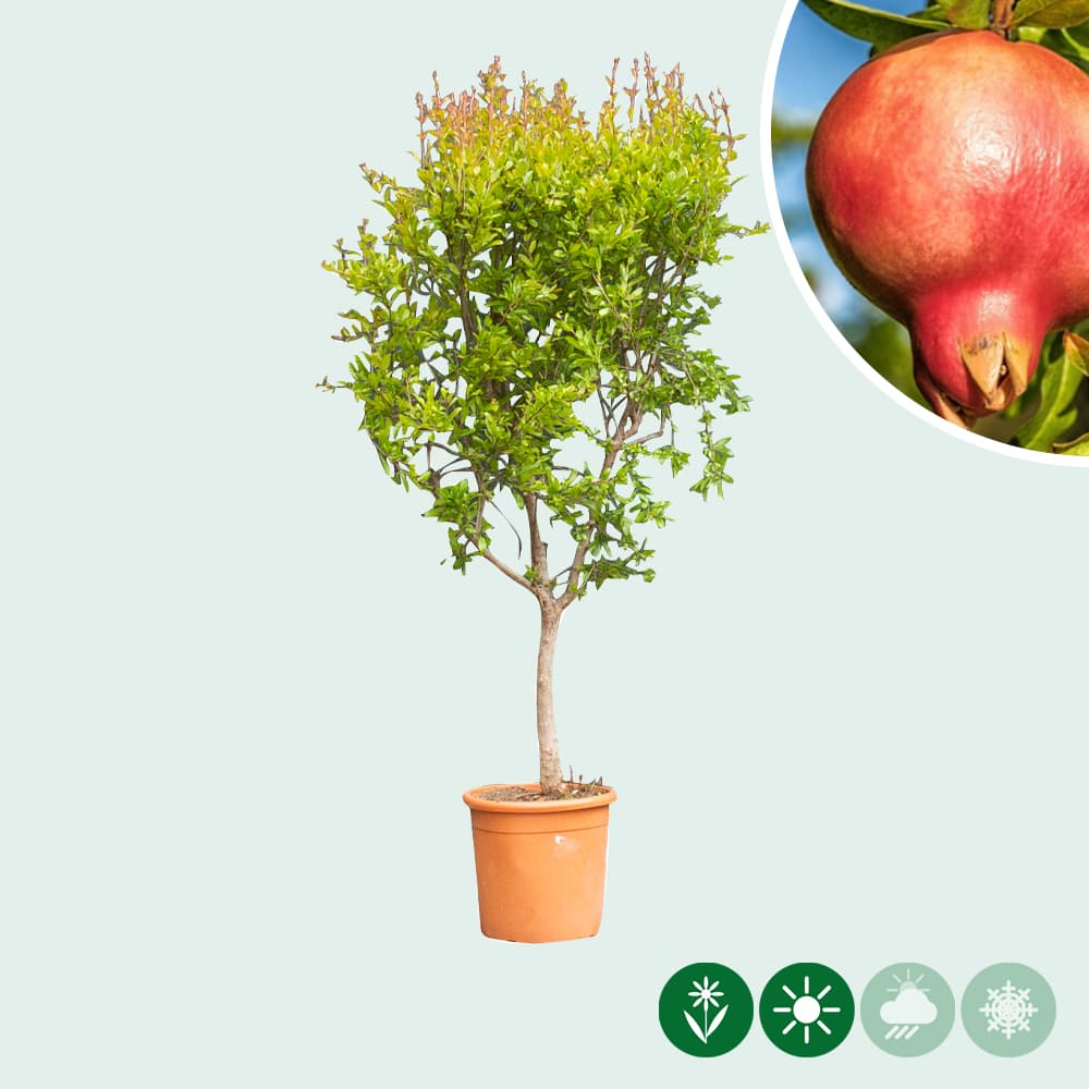 Granaatappelboom