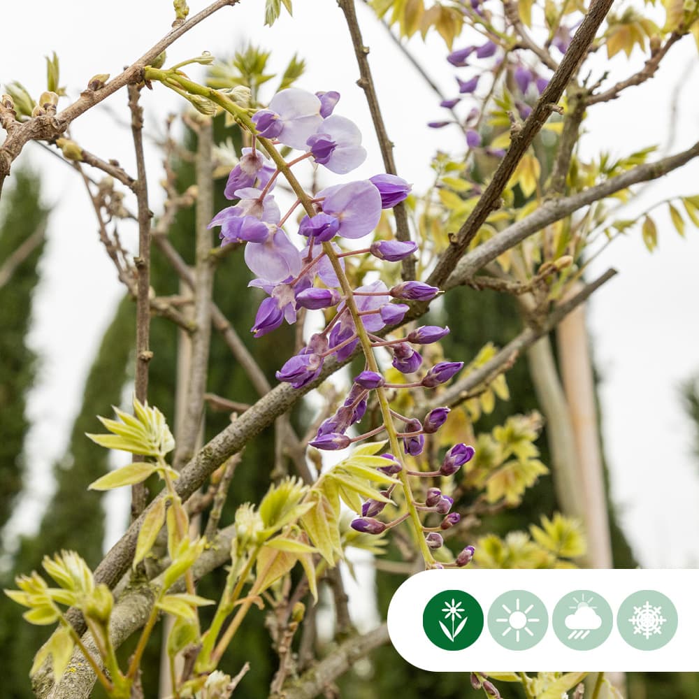 Blauwe regen leiboom