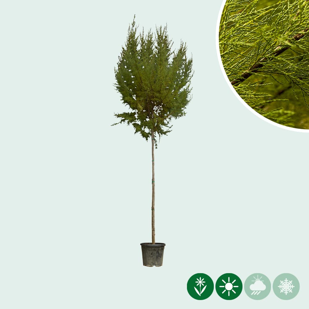Tamarisk