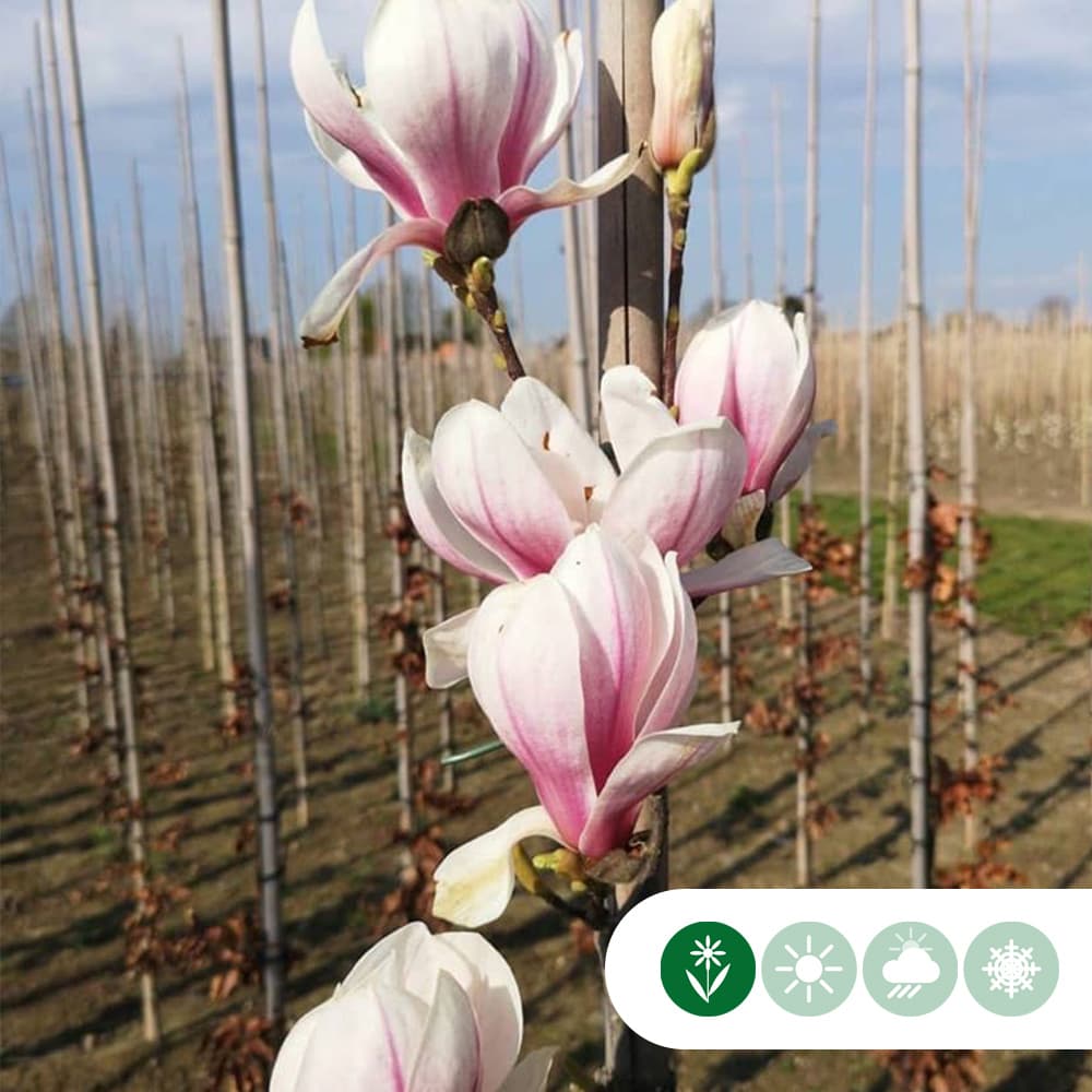 Magnolia soulangeana struik