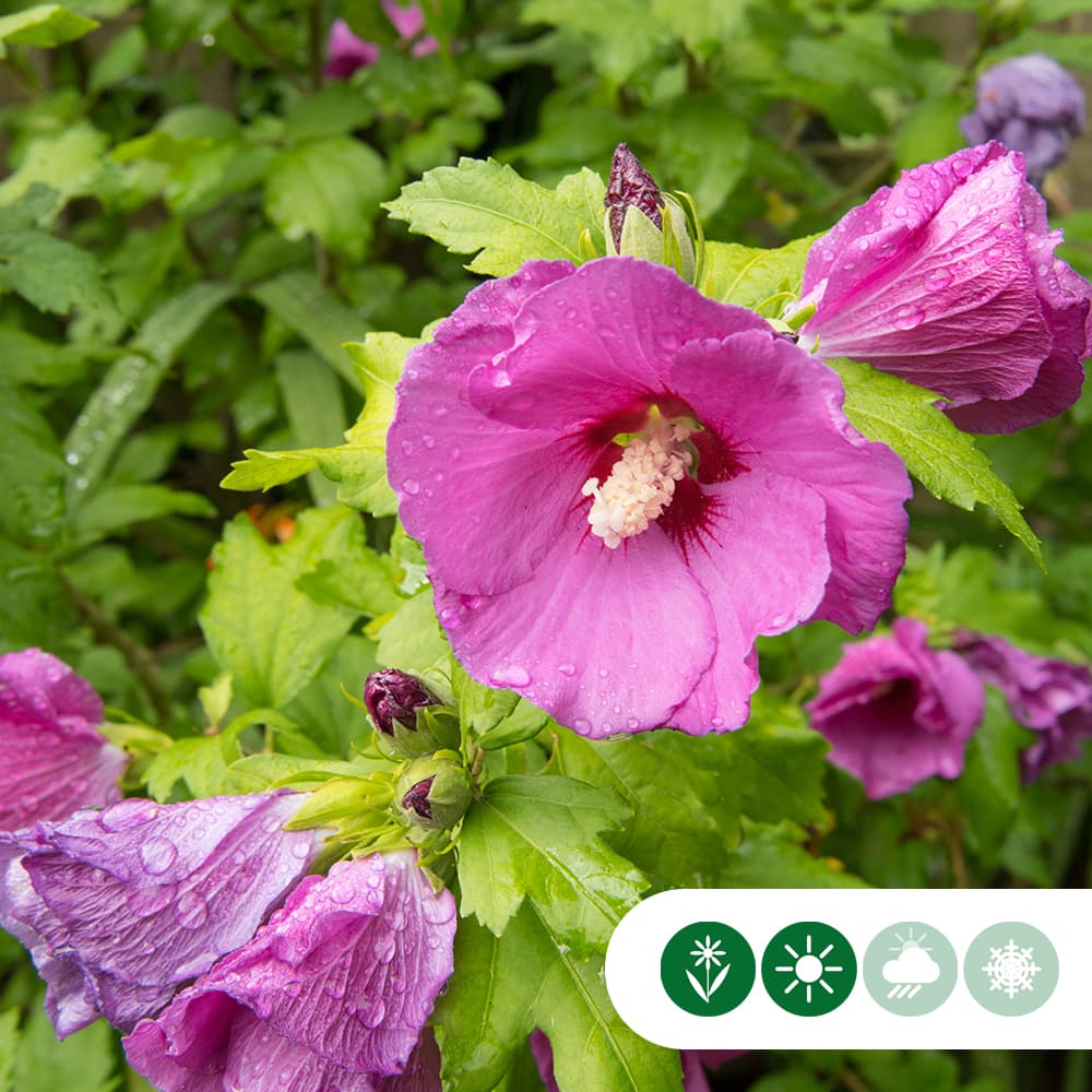 Hibiscus 'Woodbridge'