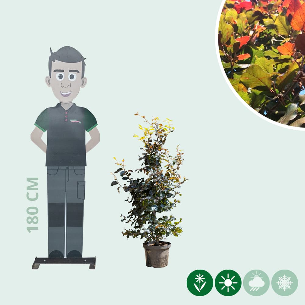 Rode beukenhaag per meter dubbele rij