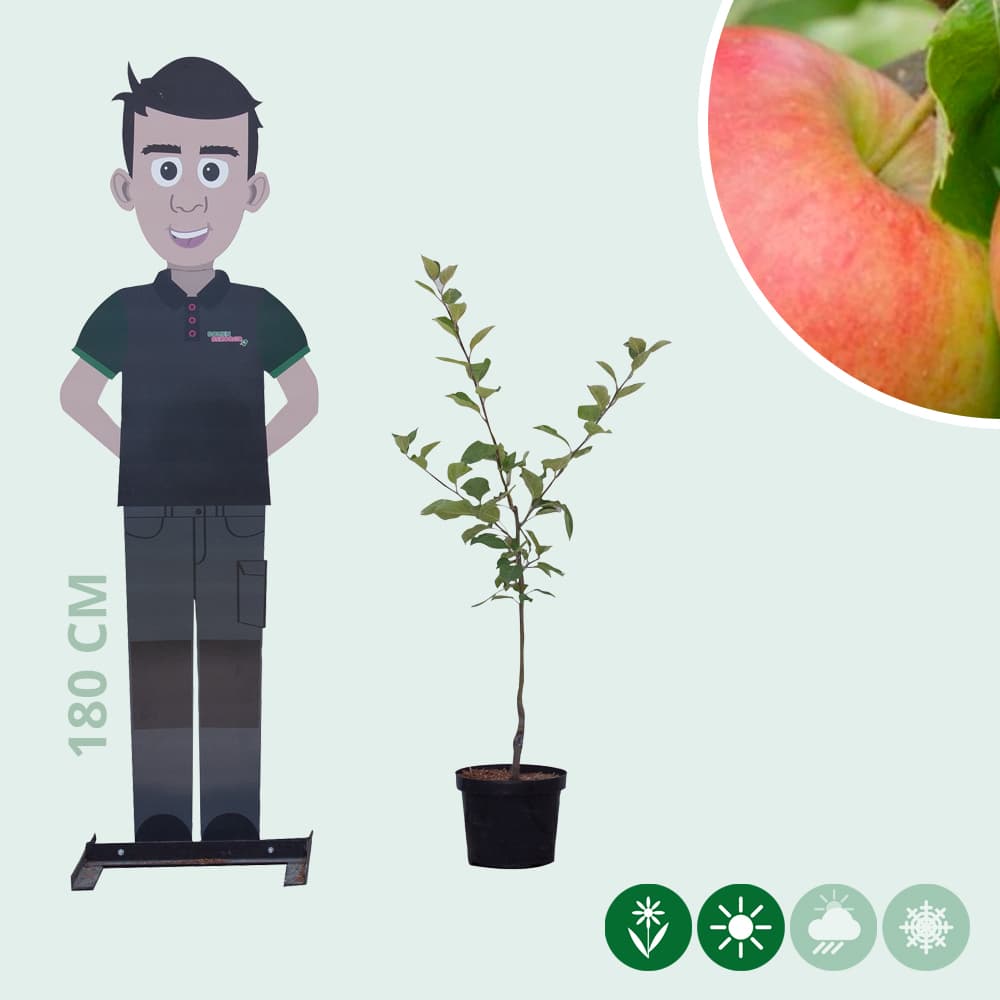 Malus d. 'Jonagold'