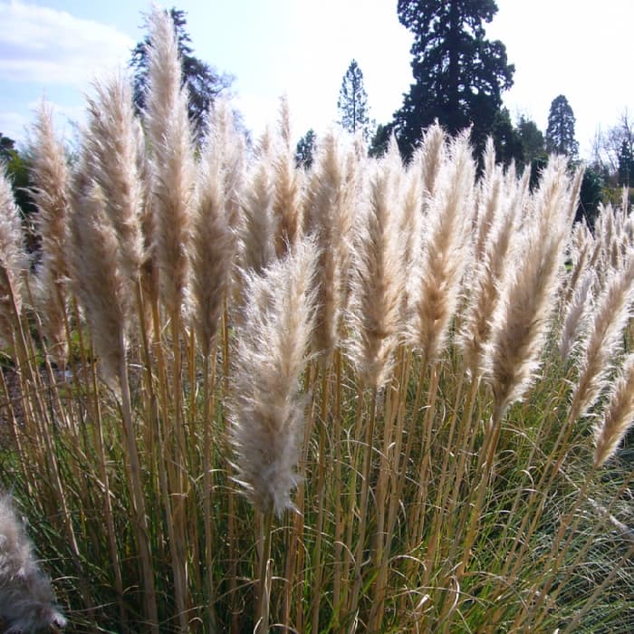 Siergrassen