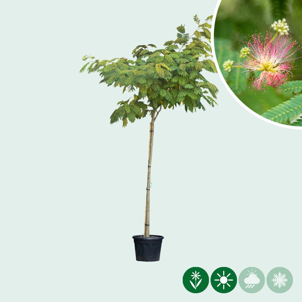 Perzische slaapboom