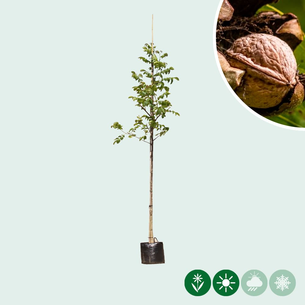 Gewone walnotenboom