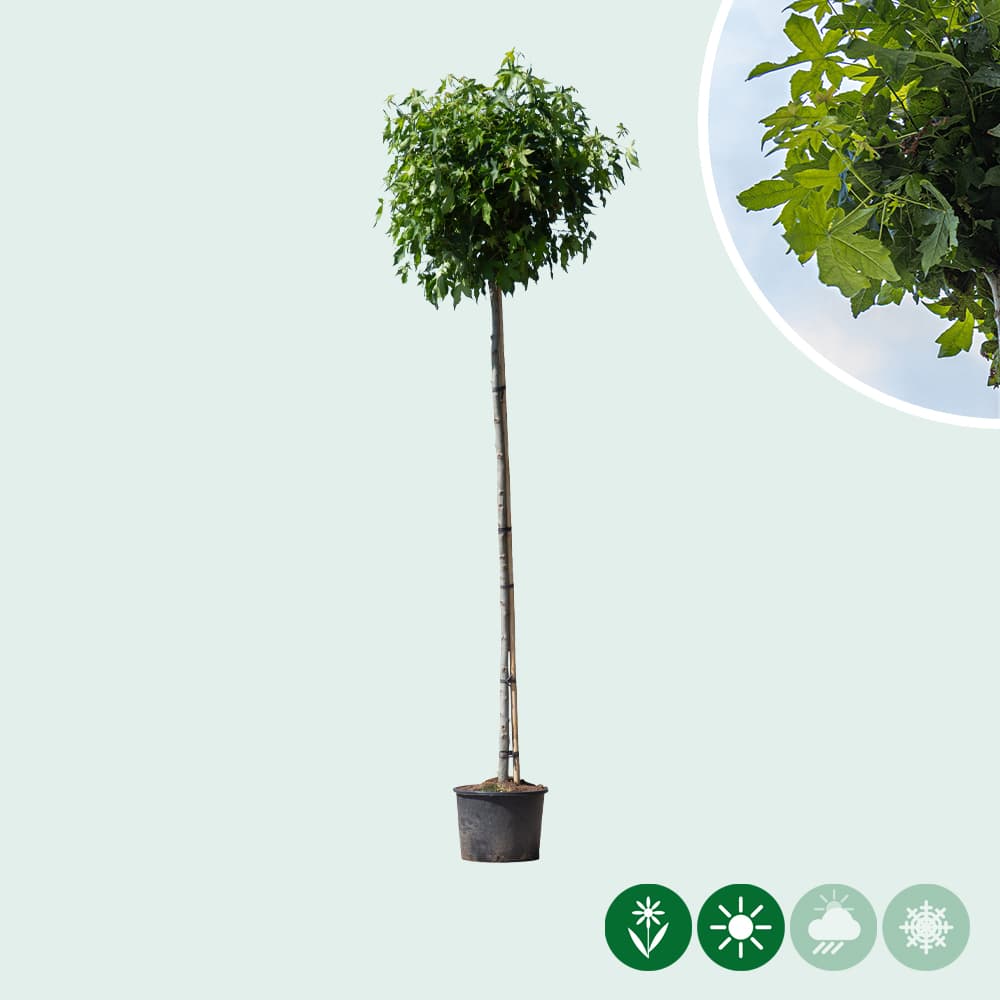 Amberboom bolvorm 220 cm stamhoogte