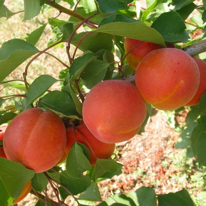 Abrikozenbomen