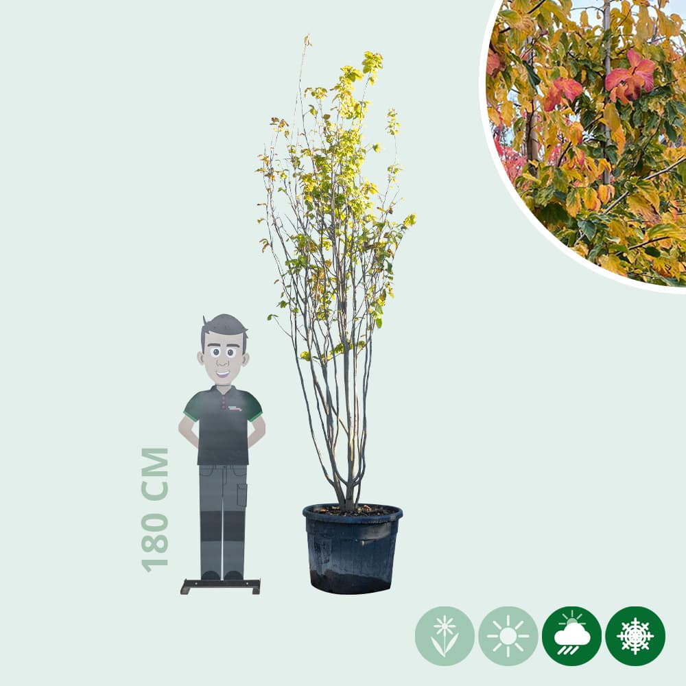 Parrotia persica meerstammig